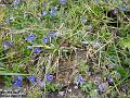 2003-0413blueflower